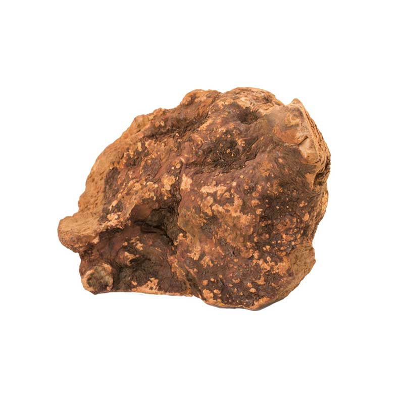 BUBIMEX - Racines (150-300g)