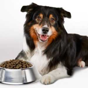 Alimentation chien